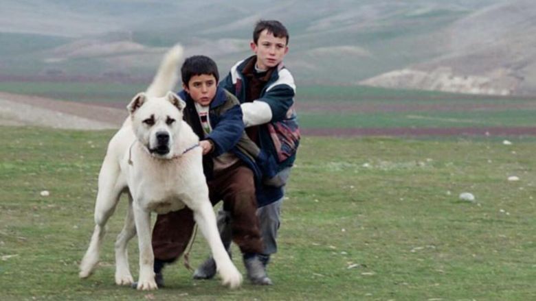 8 Nefis Tavsiye ile: Mutlaka İzlemeniz Gereken En İyi Hayvan Filmleri!